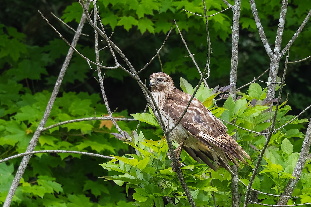 Red-shouldered Hawk (lineatus Group) - ML635404589