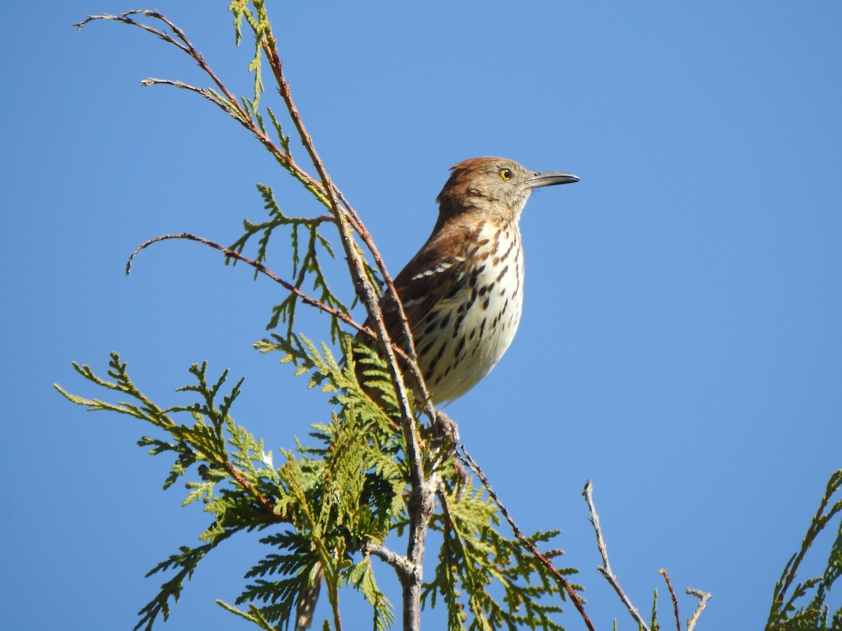 Brown Thrasher - ML635404734