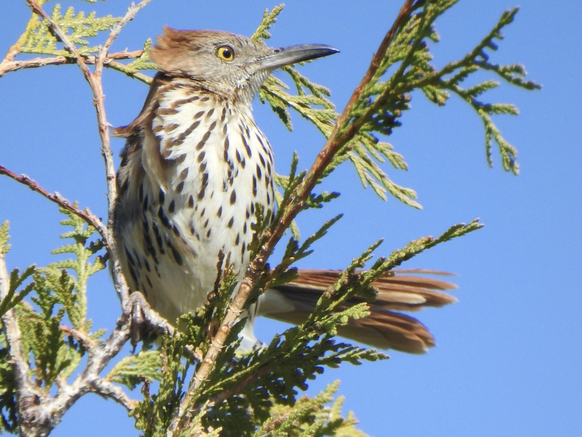 Brown Thrasher - ML635404749