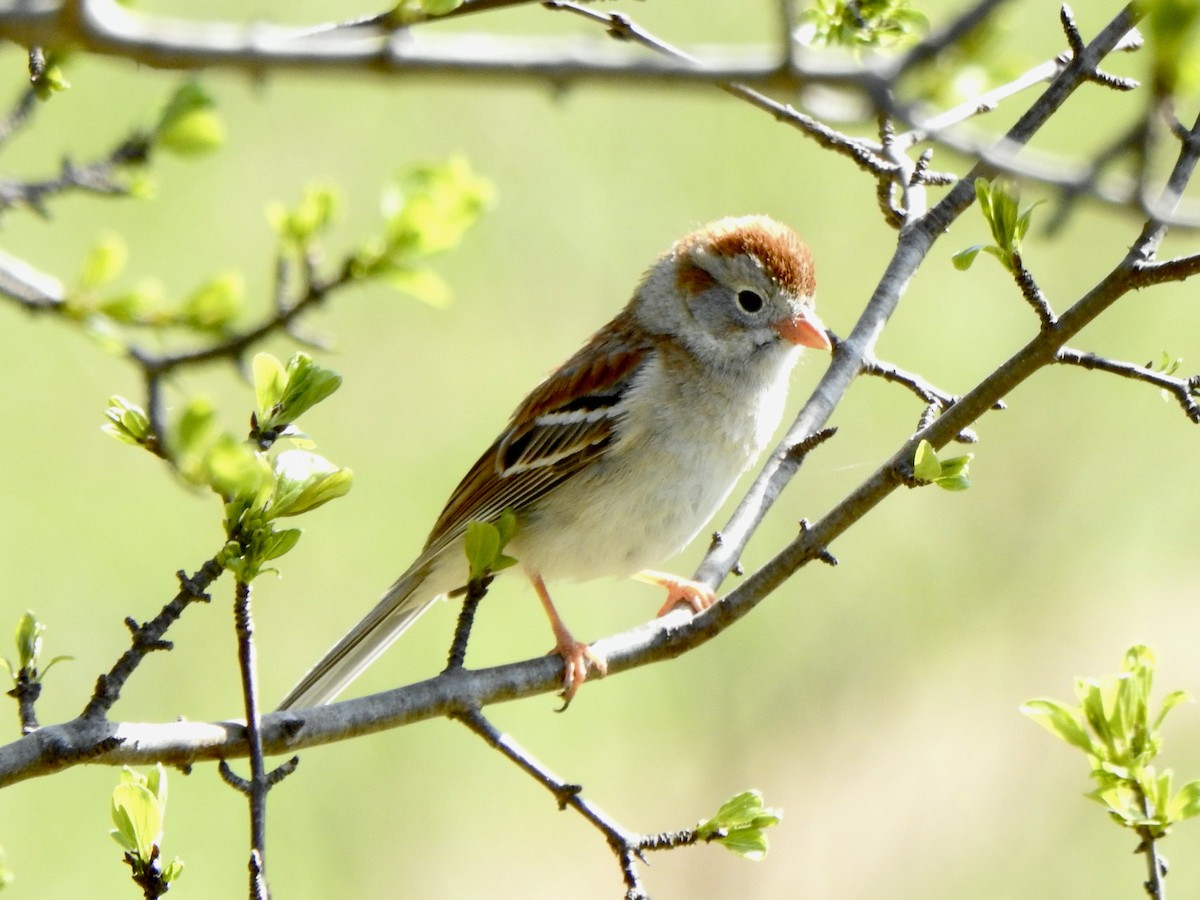 Field Sparrow - ML635404774