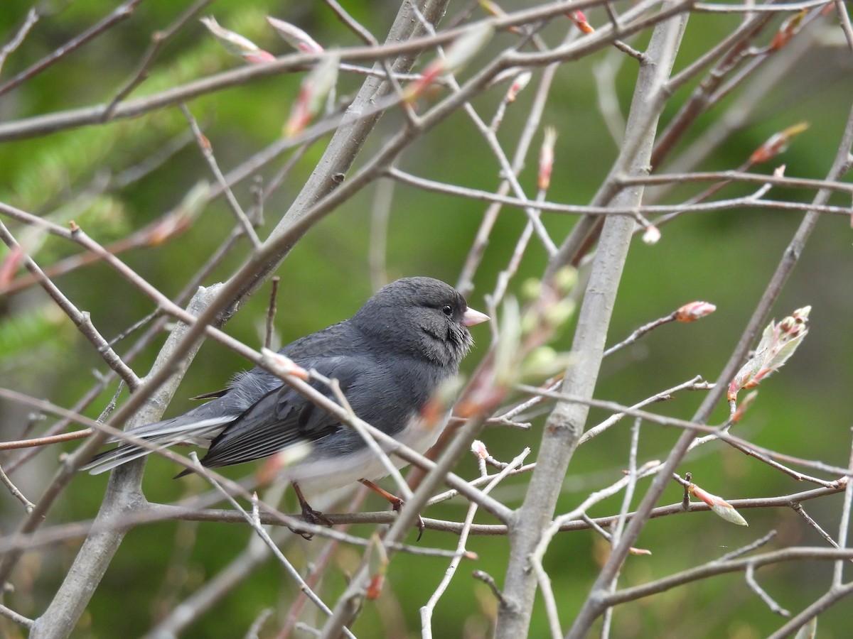 Dark-eyed Junco - ML635404794