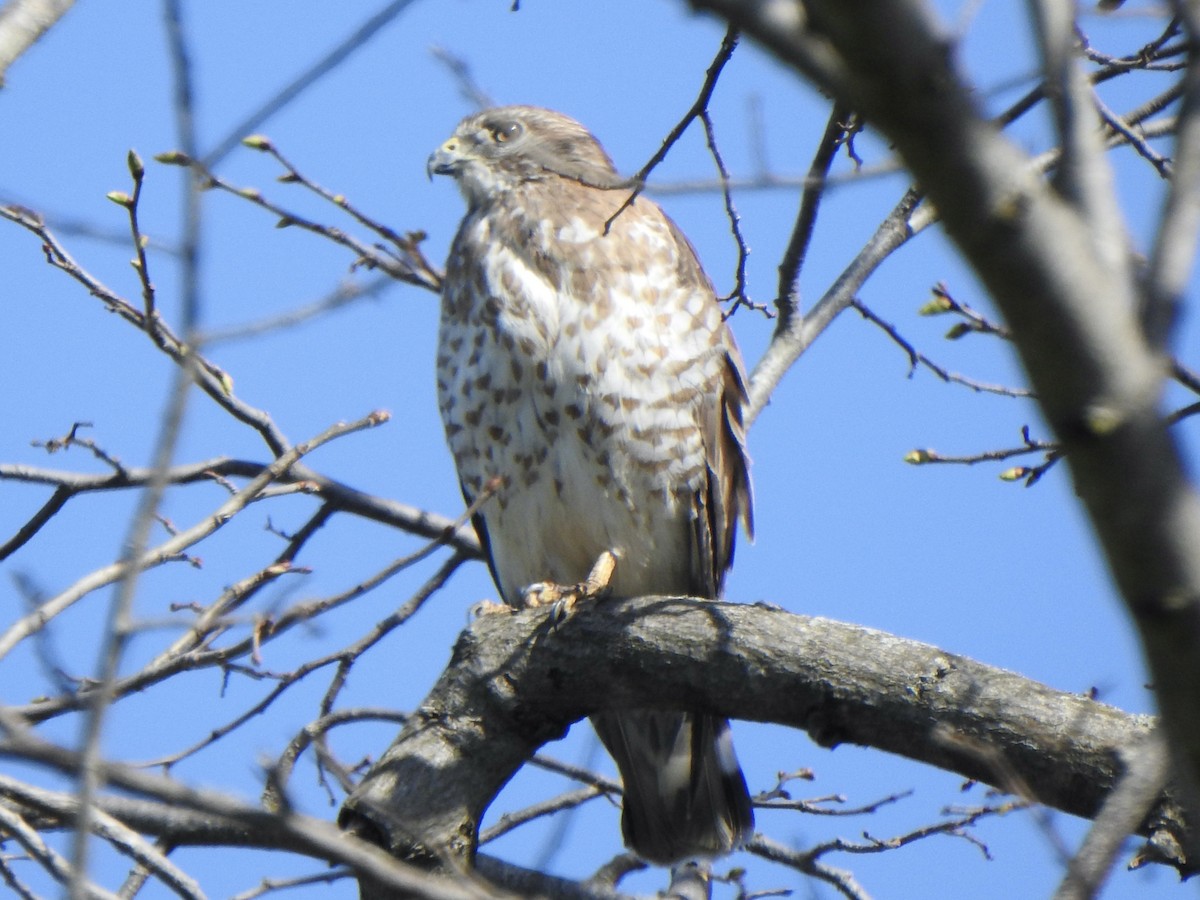 Broad-winged Hawk - ML635404796