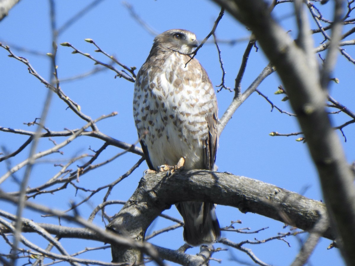 Broad-winged Hawk - ML635404800