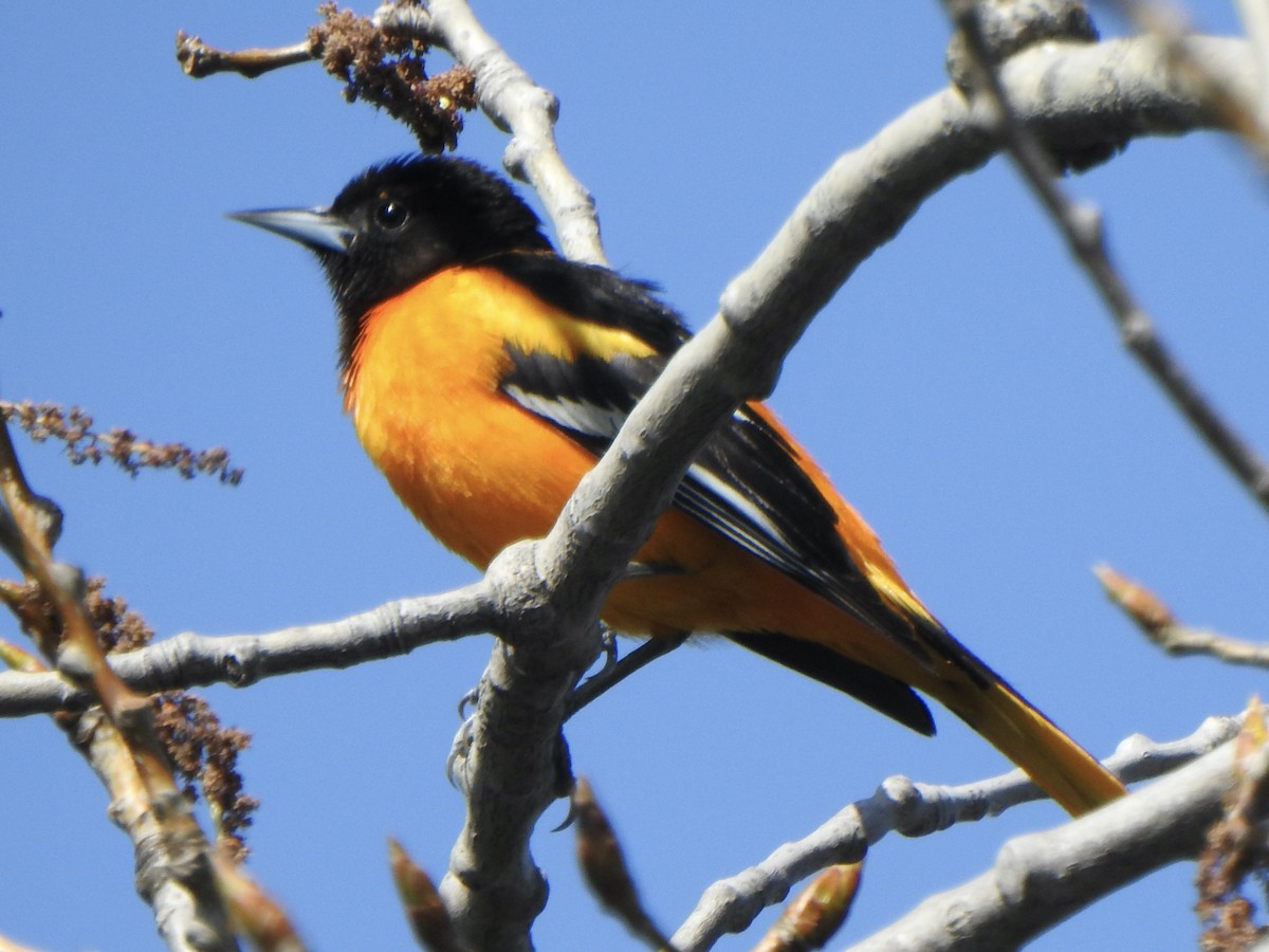 Baltimore Oriole - ML635404822