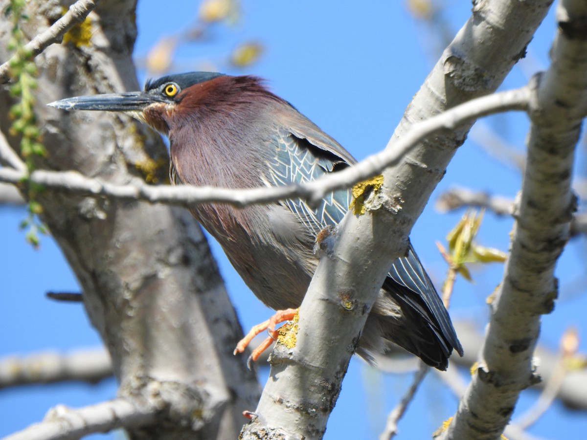 Green Heron - ML635404827