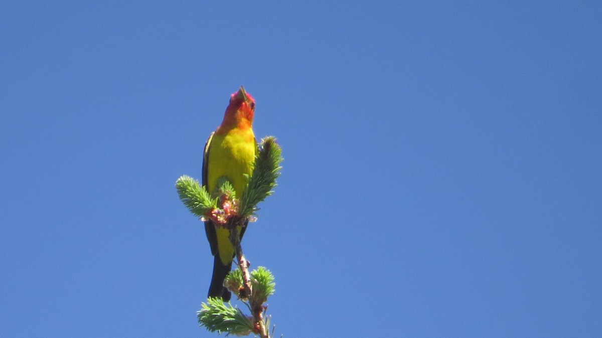 Western Tanager - ML635404837