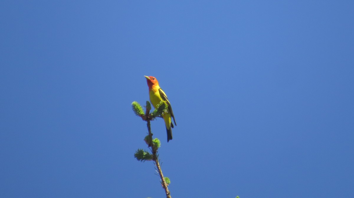 Western Tanager - ML635404838