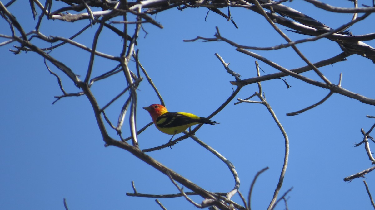 Western Tanager - ML635404839