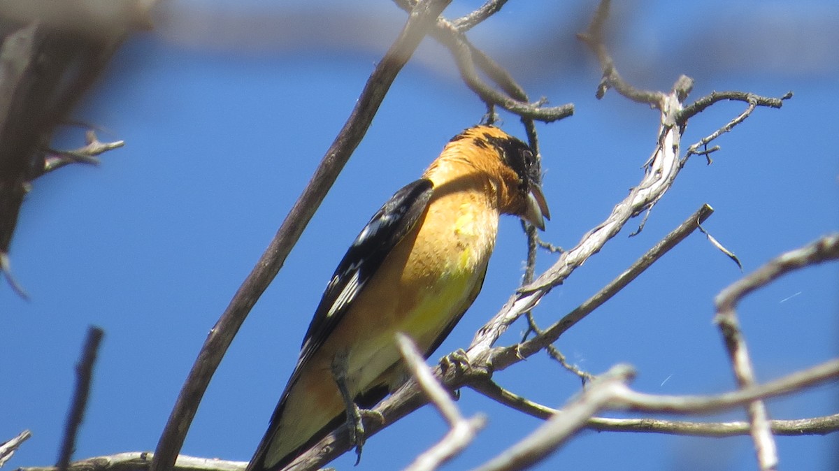 Black-headed Grosbeak - ML635404850