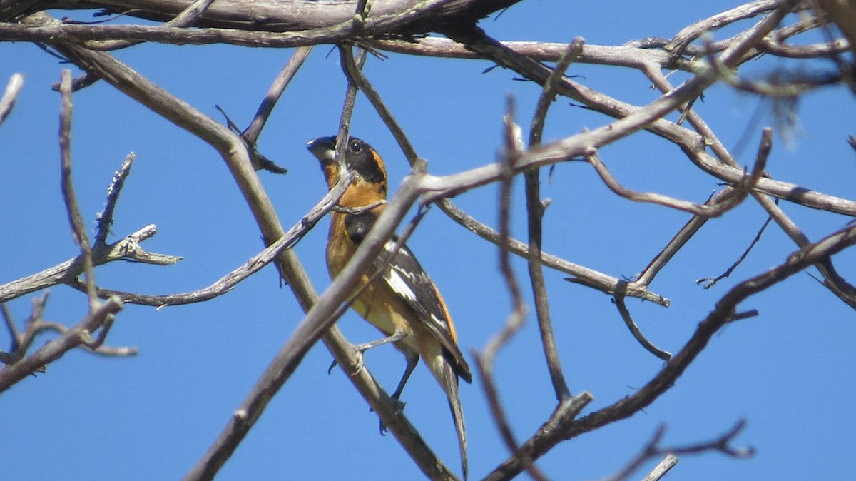 Black-headed Grosbeak - ML635404851