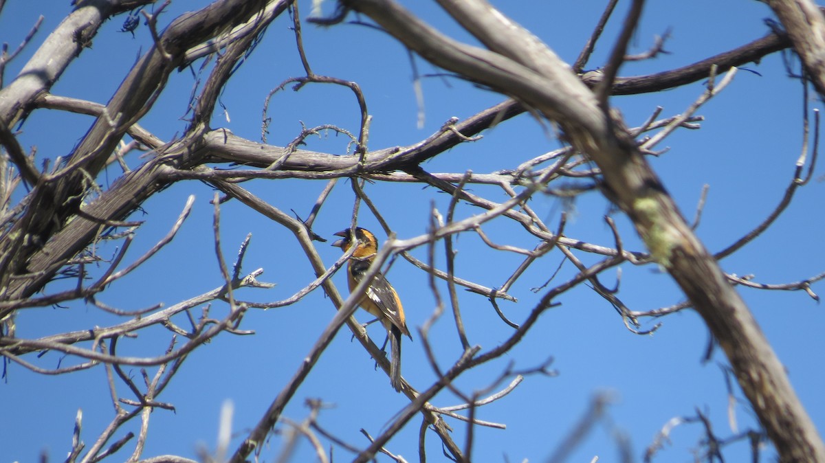 Black-headed Grosbeak - ML635404852