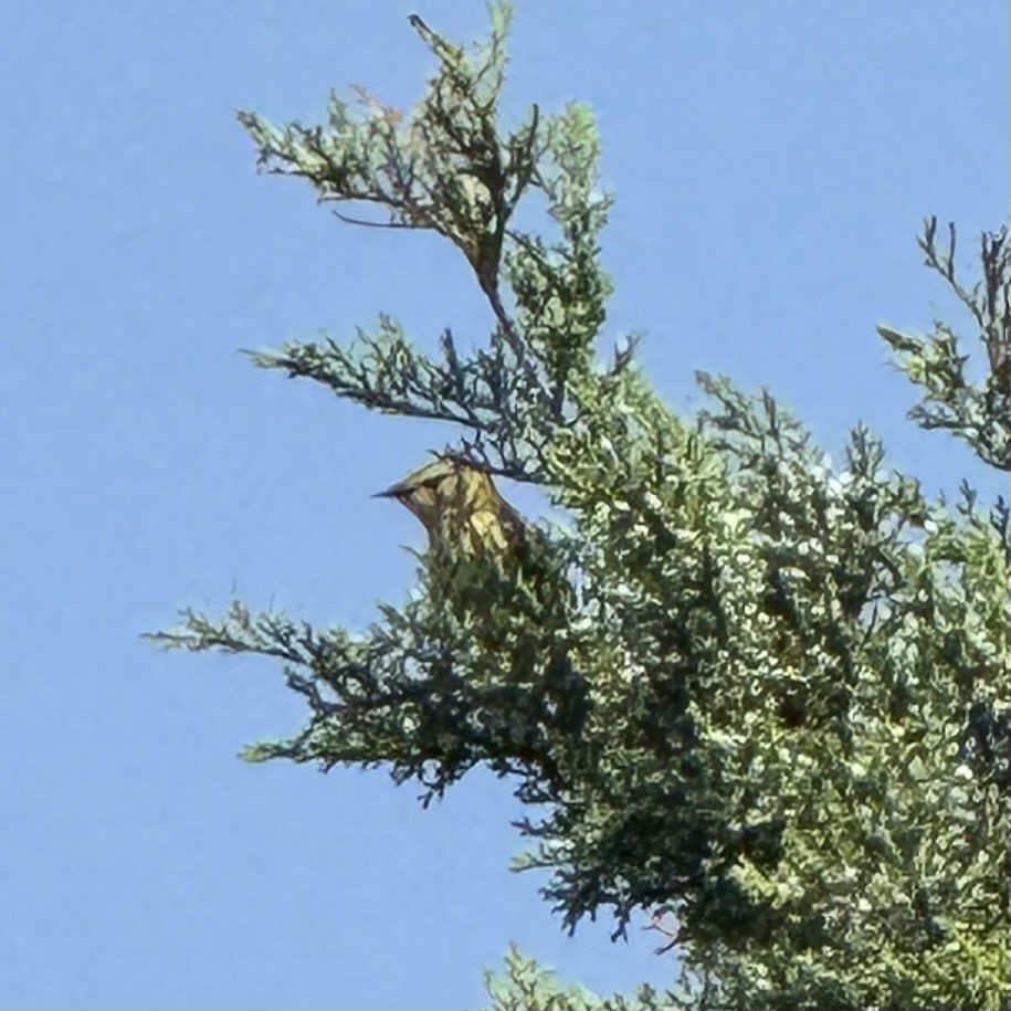 Cape May Warbler - ML635404856