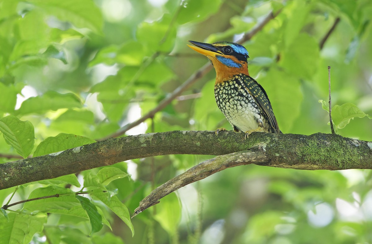Spotted Kingfisher - ML635404893