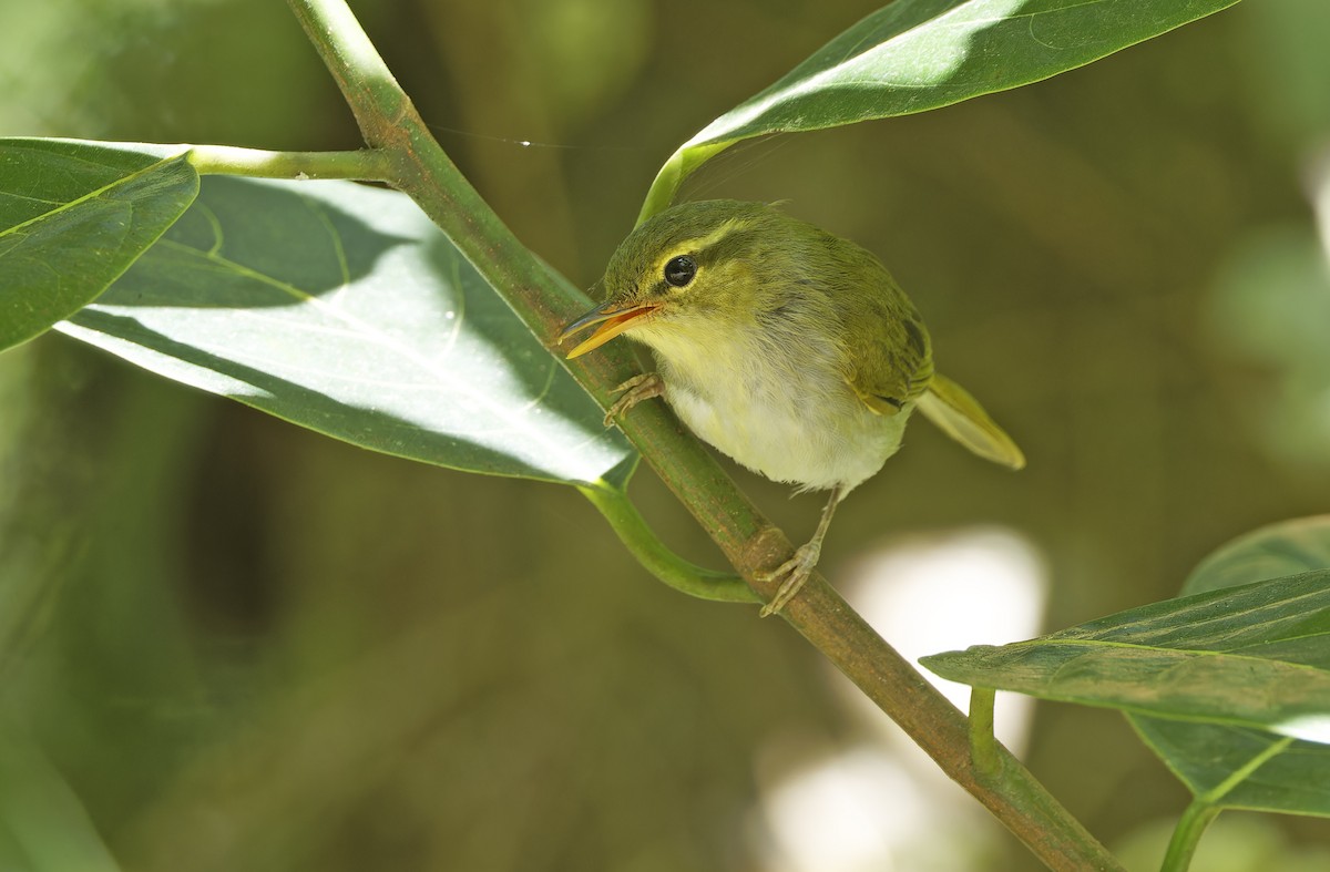 Lemon-throated Leaf Warbler - ML635404950