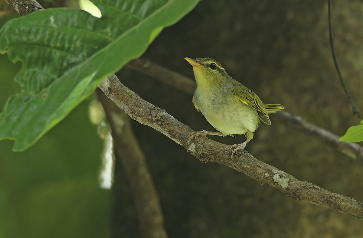 Lemon-throated Leaf Warbler - ML635404951