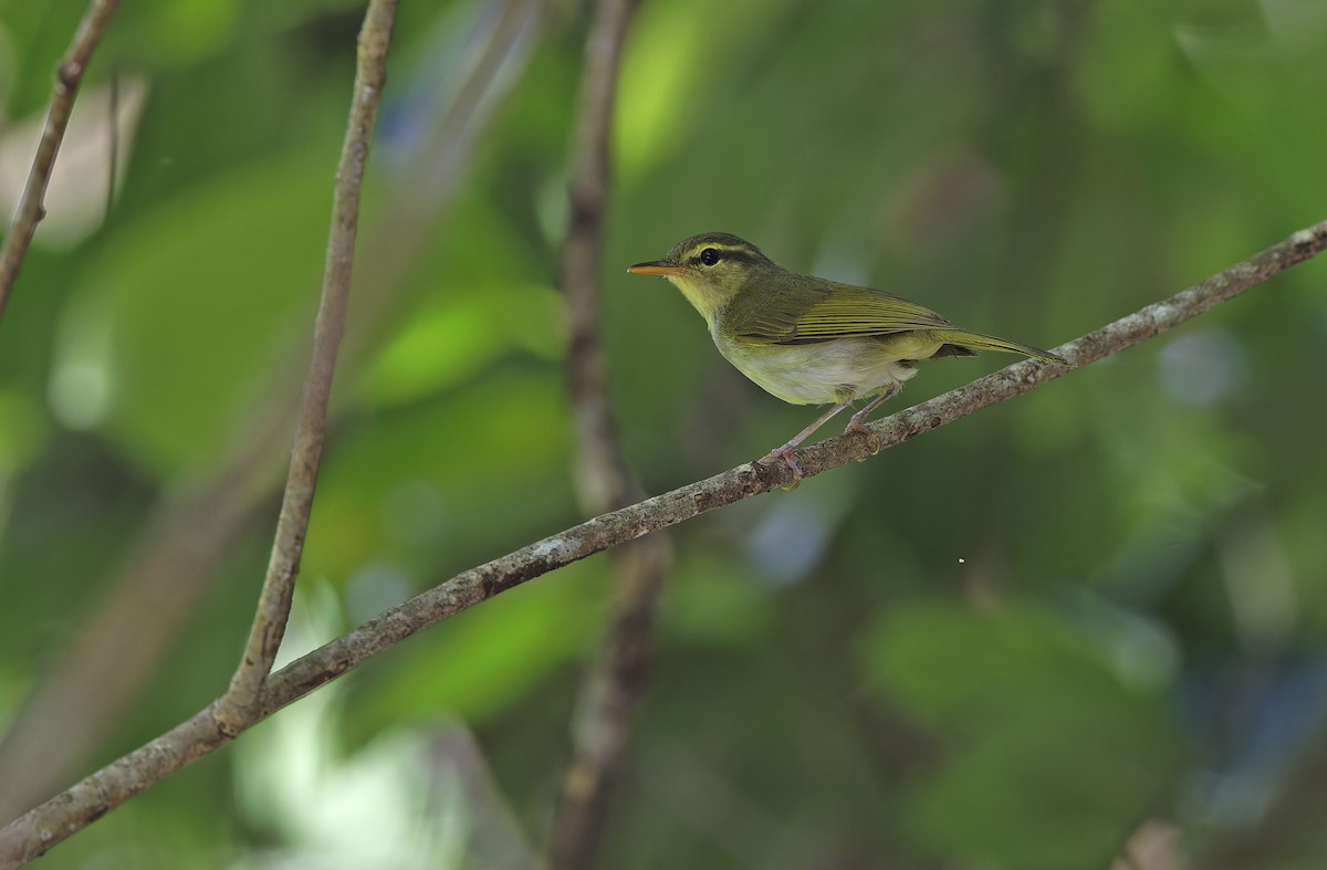 Lemon-throated Leaf Warbler - ML635404952