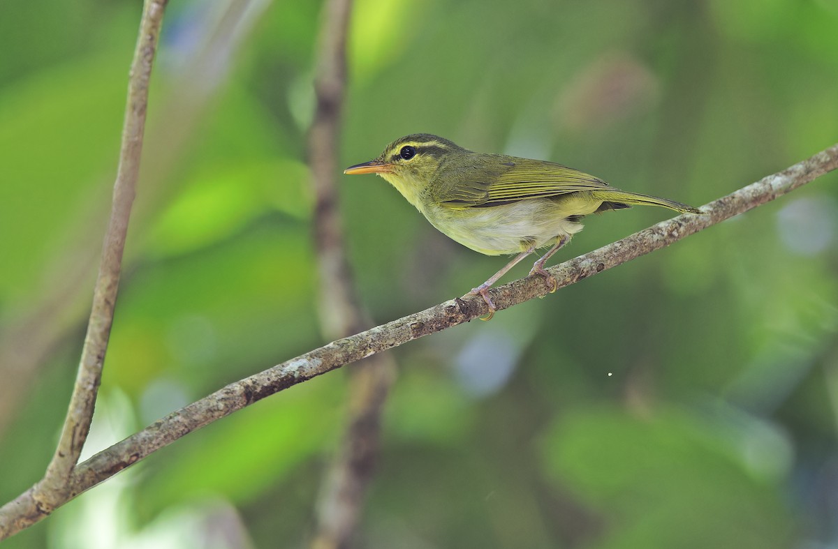 Lemon-throated Leaf Warbler - ML635404953