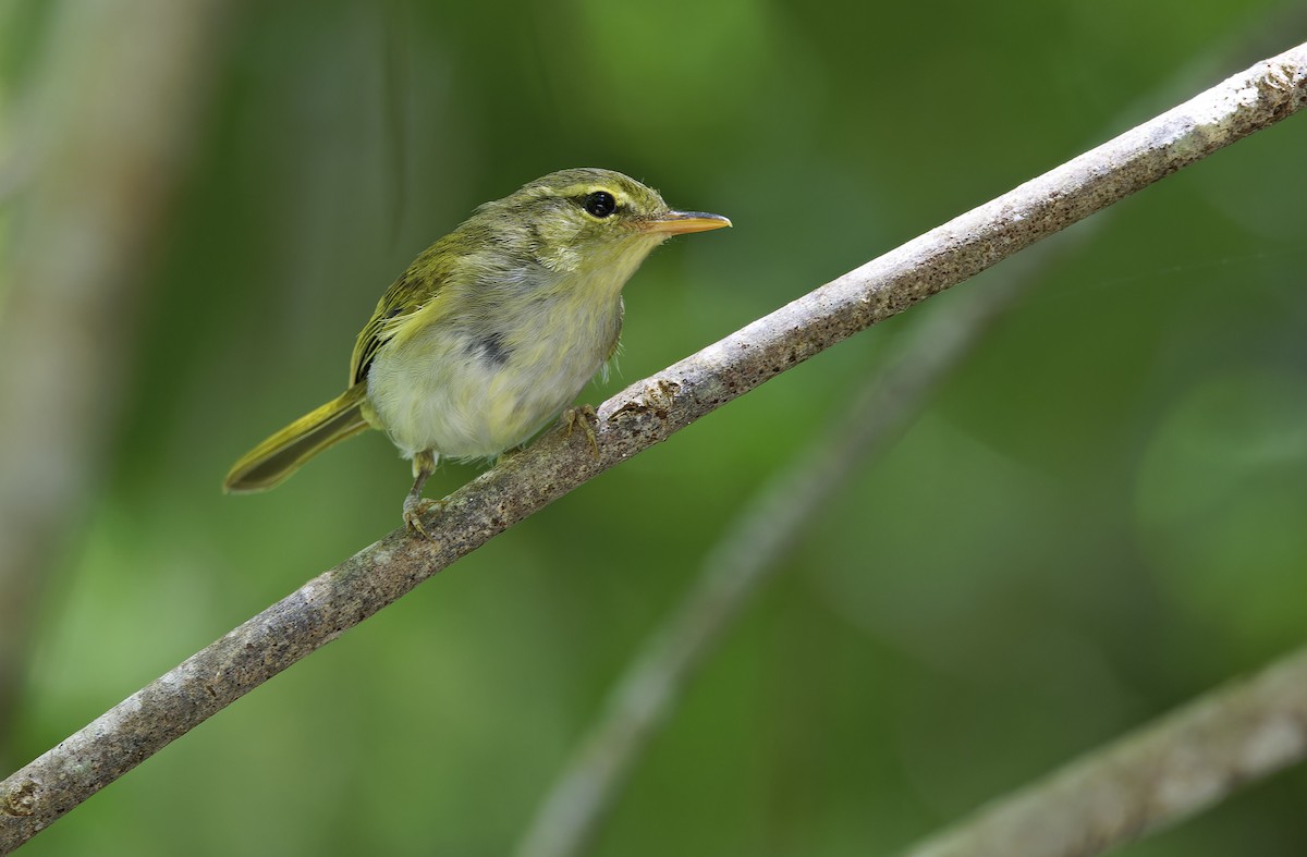 Lemon-throated Leaf Warbler - ML635404955