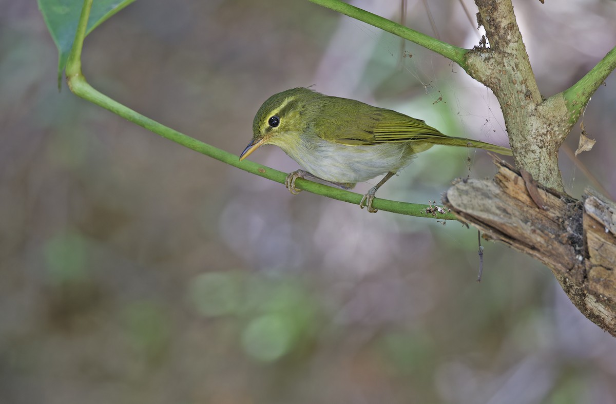 Lemon-throated Leaf Warbler - ML635404956