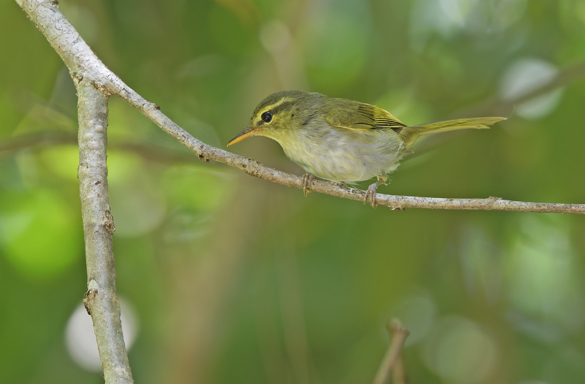 Lemon-throated Leaf Warbler - ML635404957