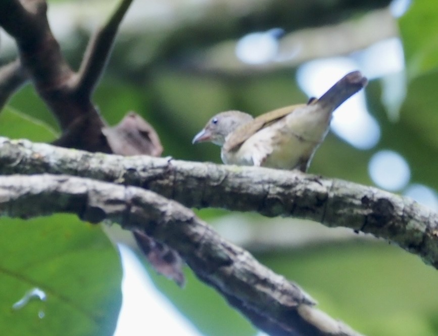 Malaysian Honeyguide - ML635404986