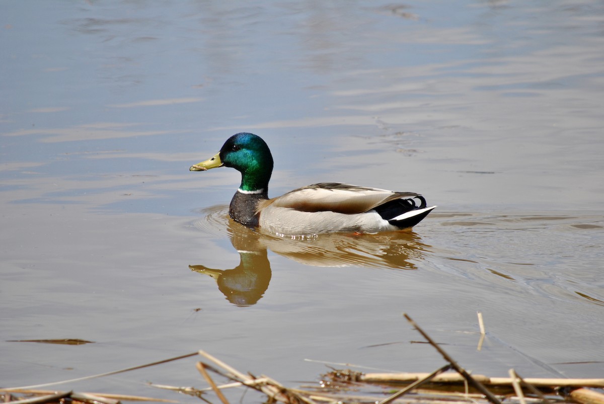 Mallard - ML635405027