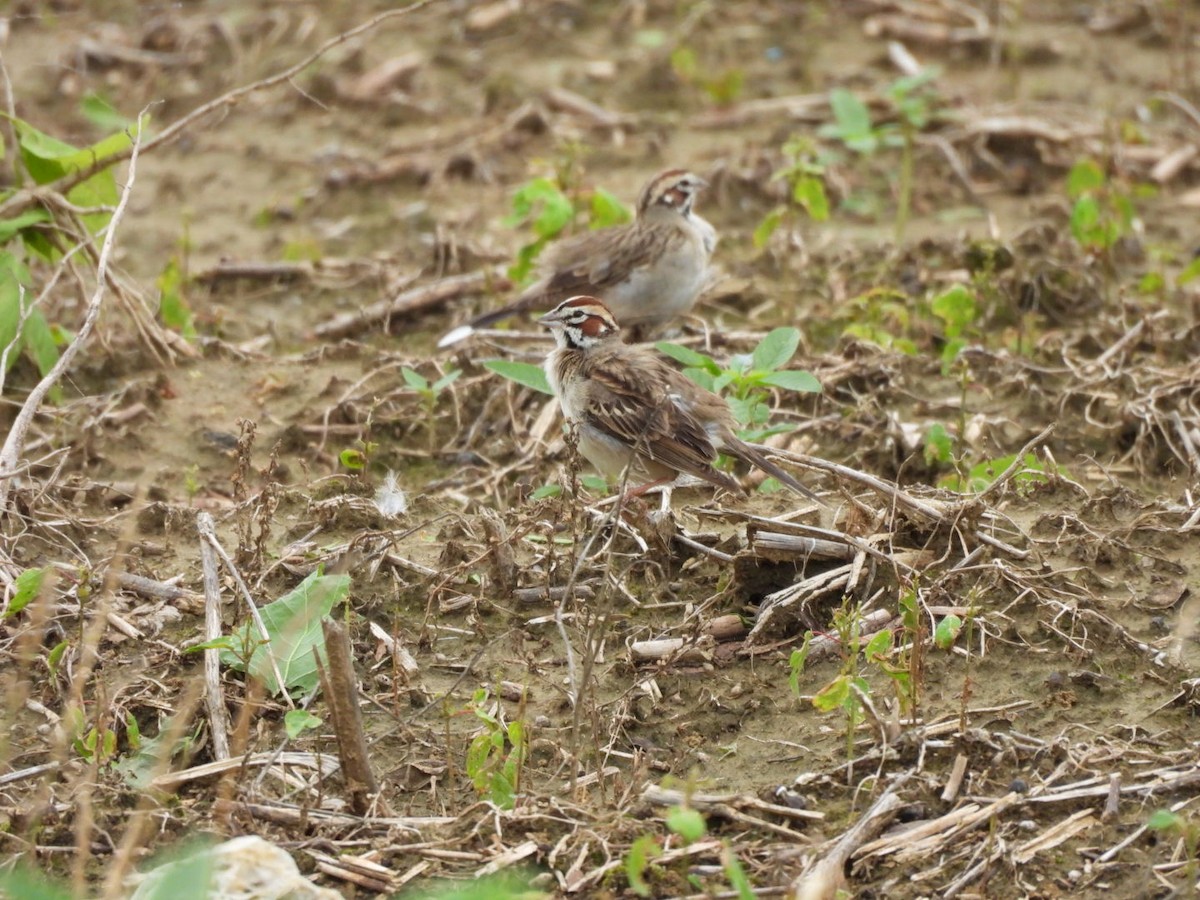 Bruant à joues marron - ML635405045