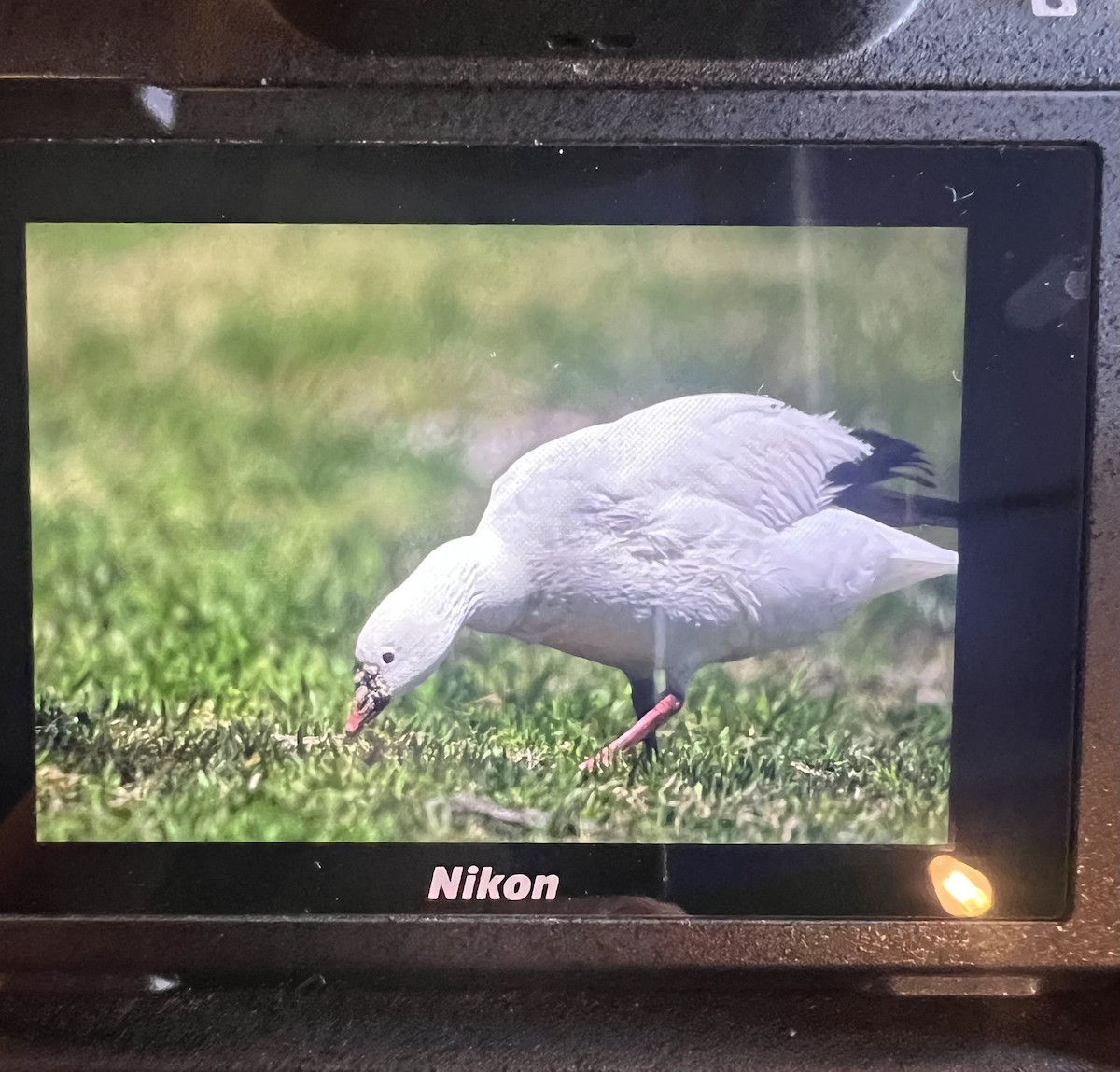 Ross's Goose - ML635405147