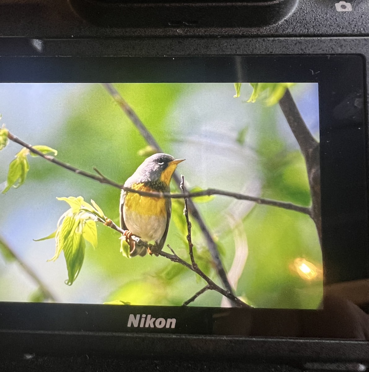 lesňáček lišejníkový - ML635405163