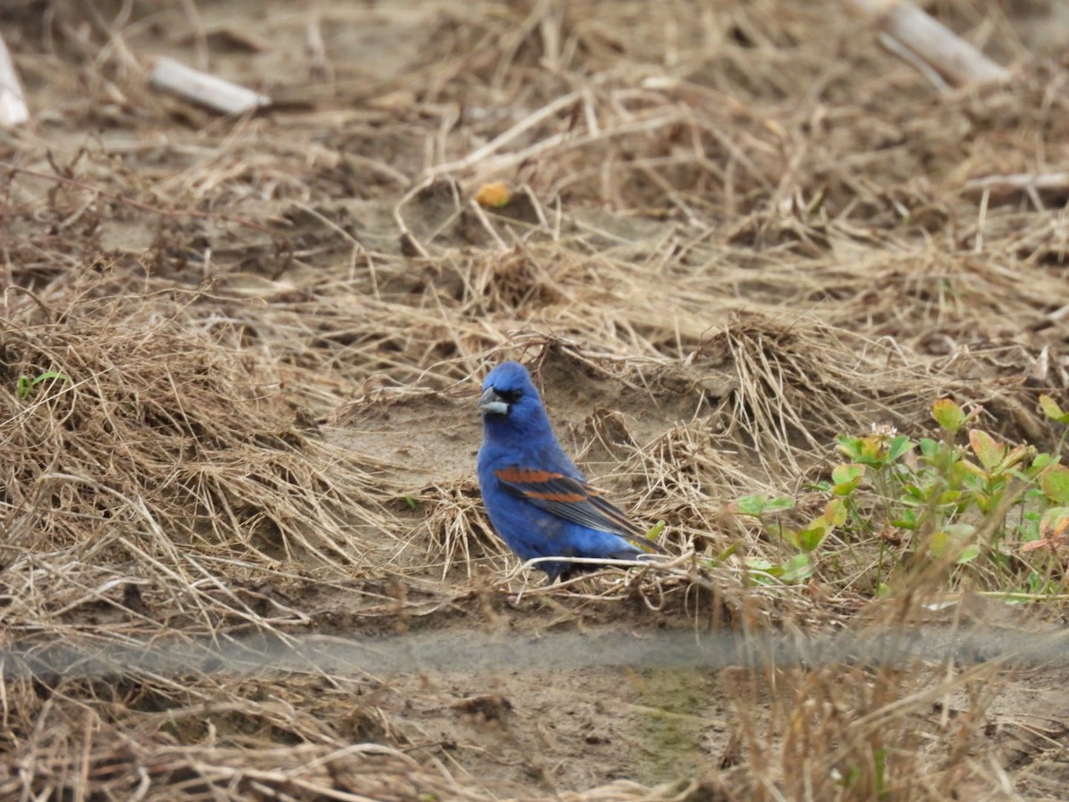 Guiraca bleu - ML635405169