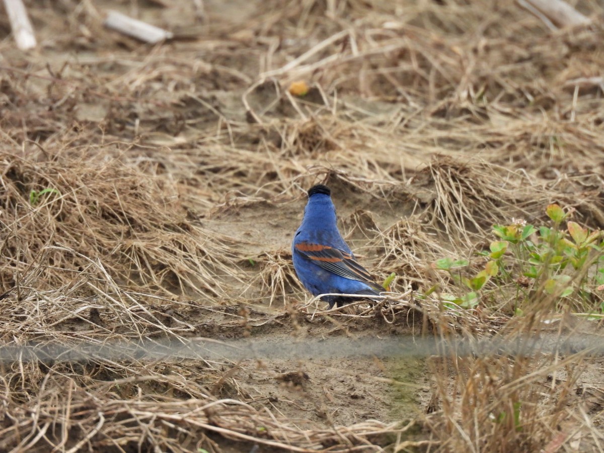 Guiraca bleu - ML635405170