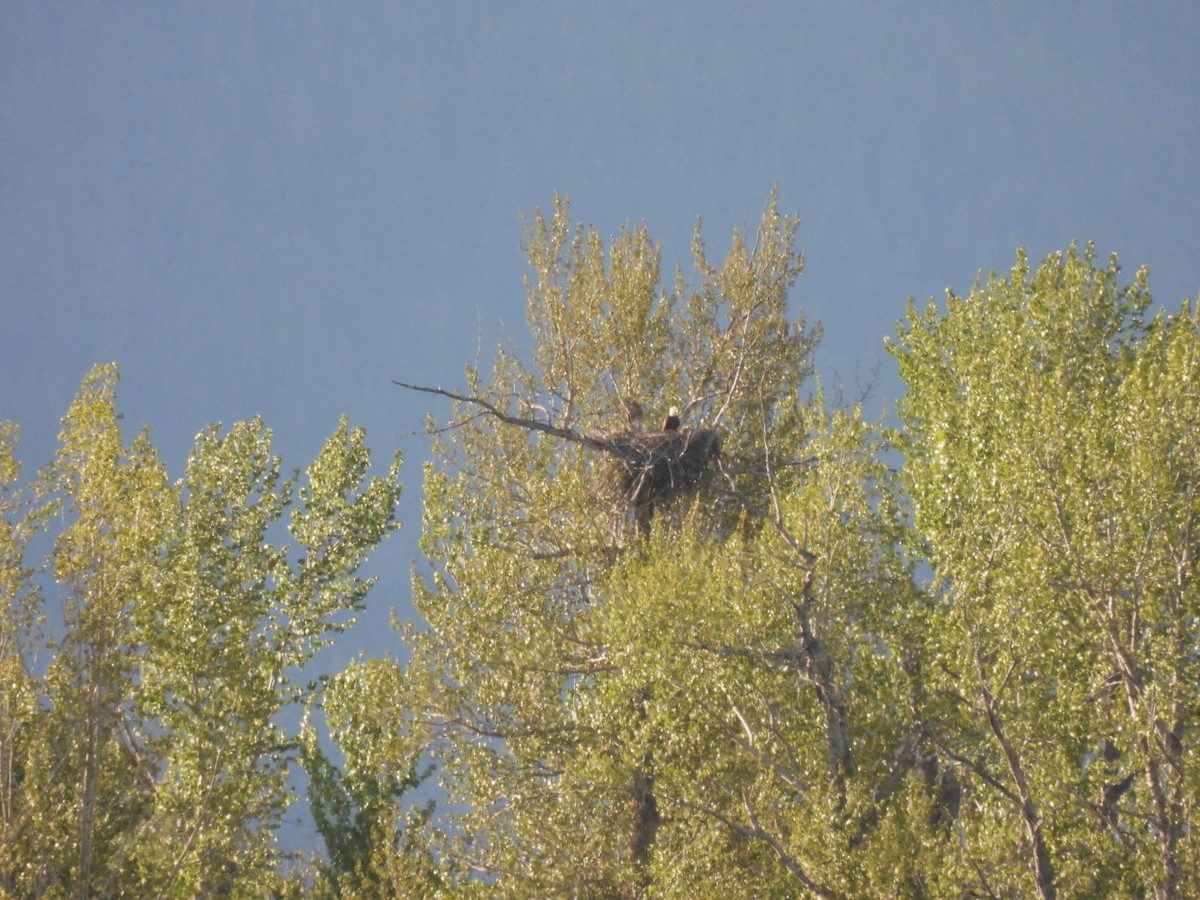 Bald Eagle - ML635405190