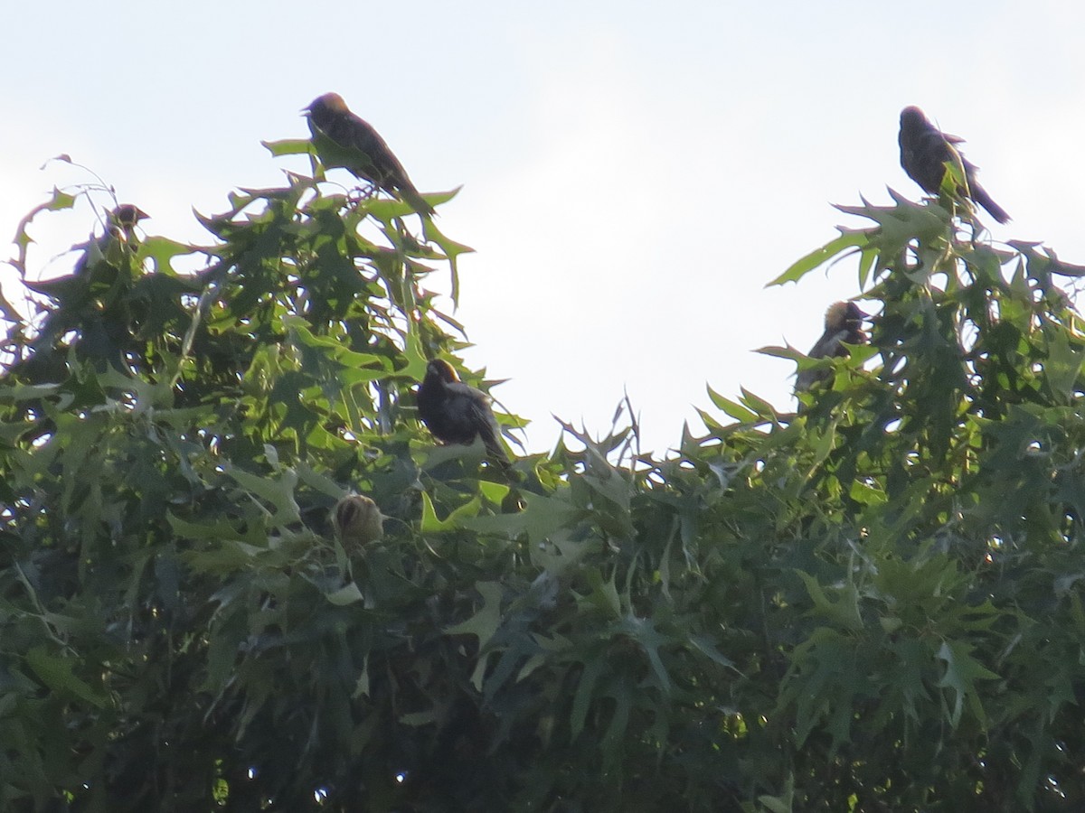 Bobolink - ML635405197