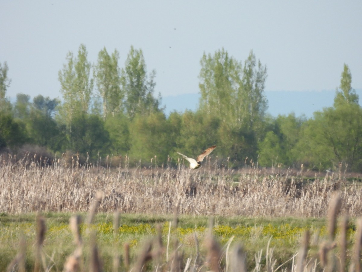 Short-eared Owl - ML635405198