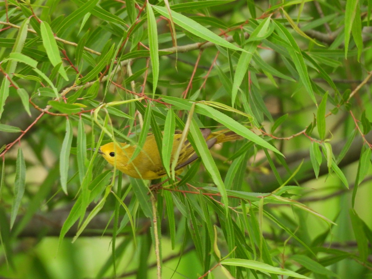 Paruline jaune - ML635405205