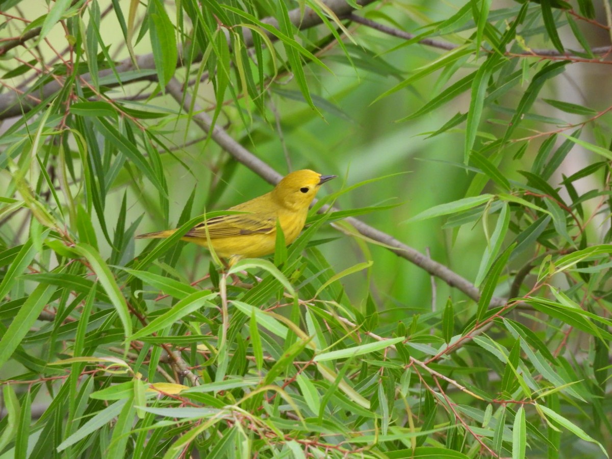 Paruline jaune - ML635405206