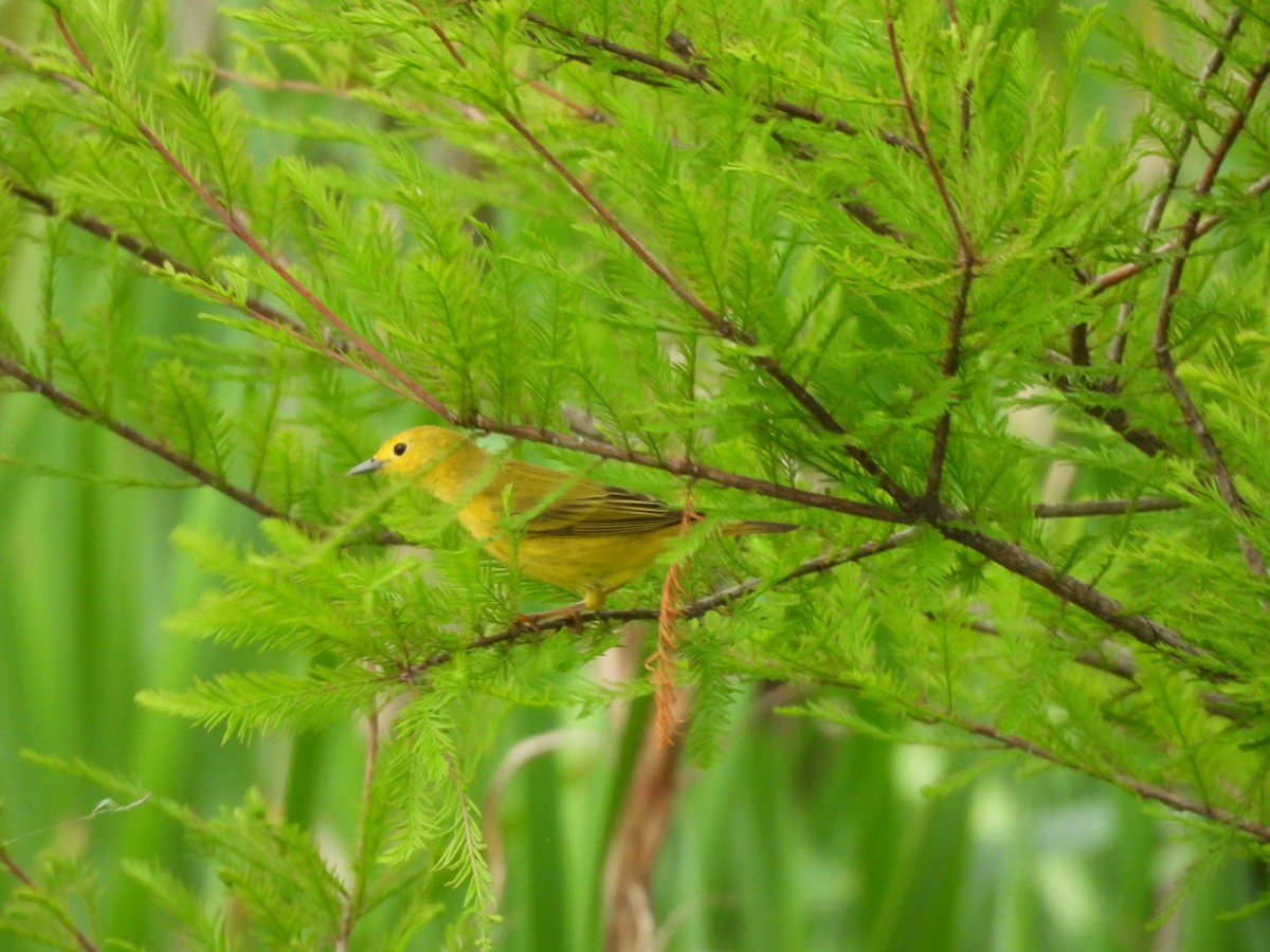 Paruline jaune - ML635405207