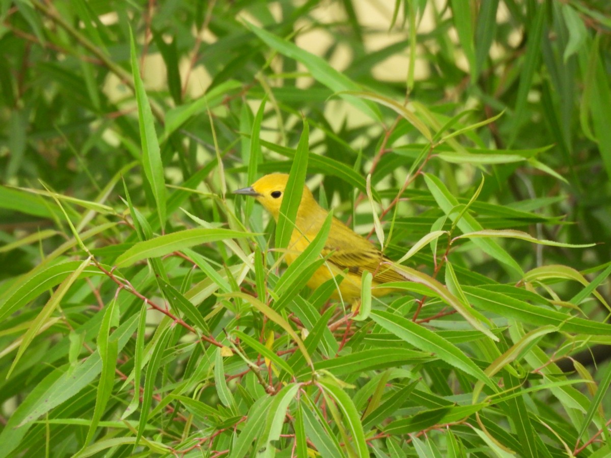 Paruline jaune - ML635405208