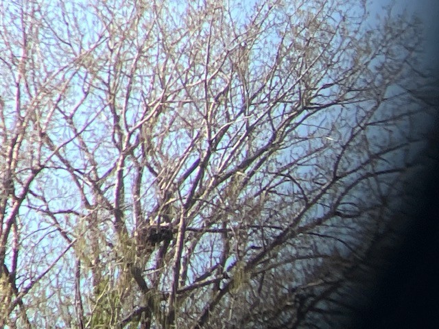 hawk sp. - ML635405242
