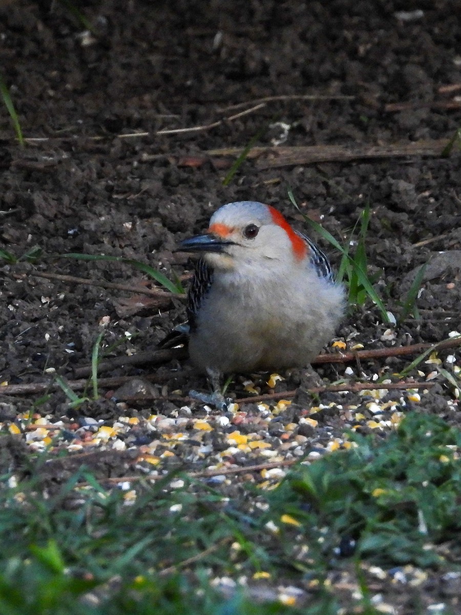 Red-bellied Woodpecker - ML635405294