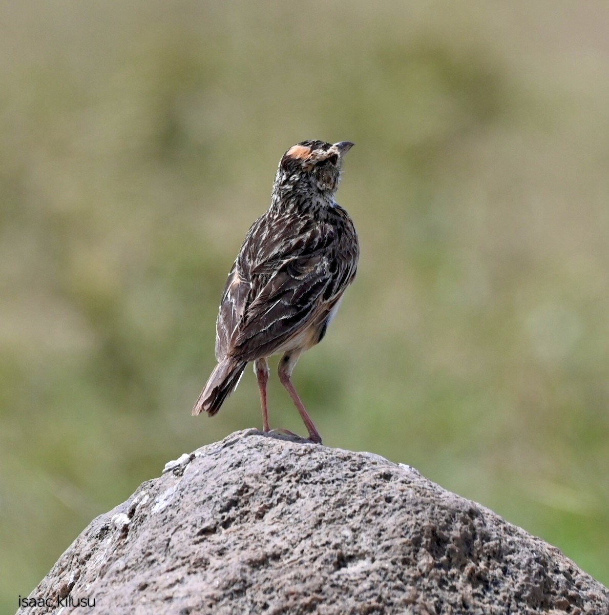 Rufous-naped Lark (Serengeti) - ML635405495