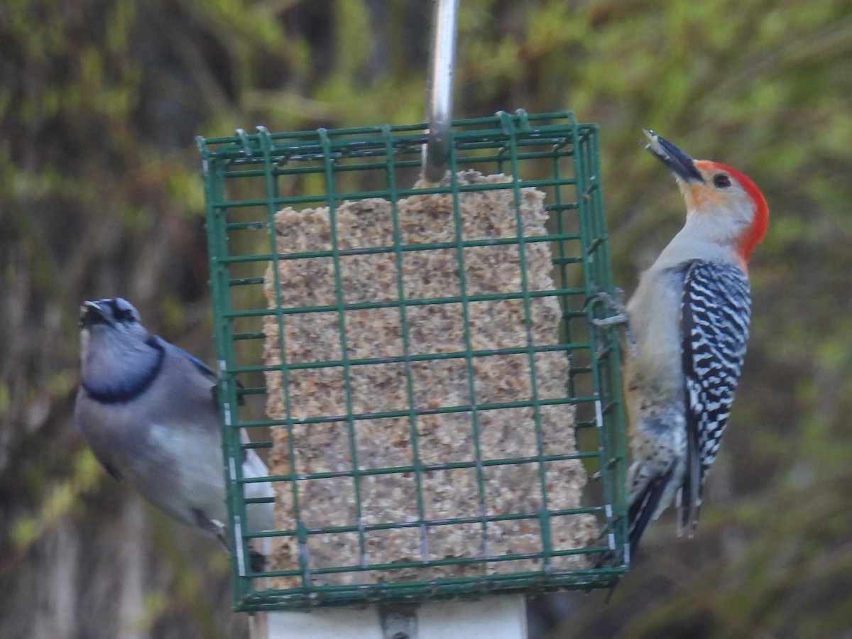 Red-bellied Woodpecker - ML635405536