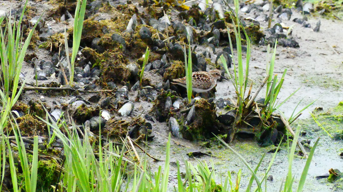Least Sandpiper - ML635405549