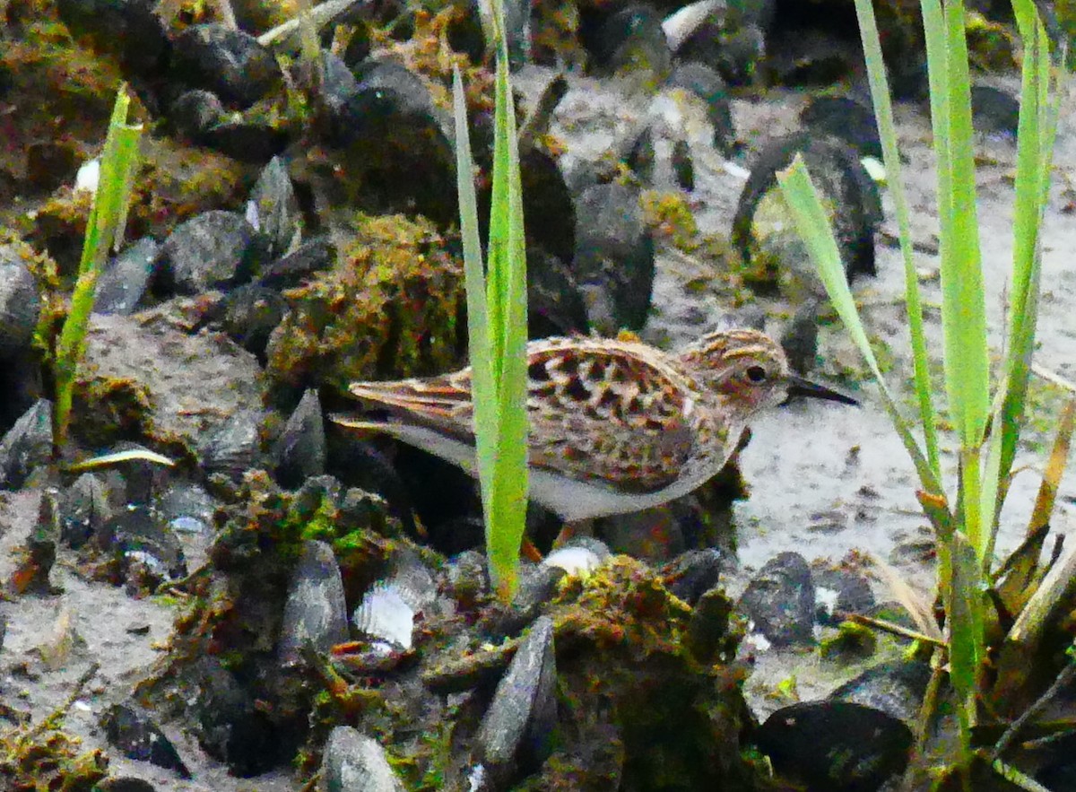 Least Sandpiper - ML635405609