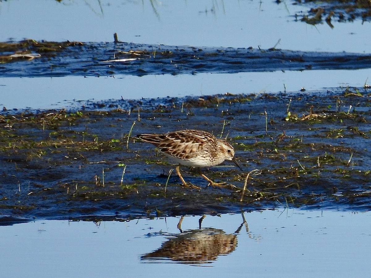Least Sandpiper - ML635405621