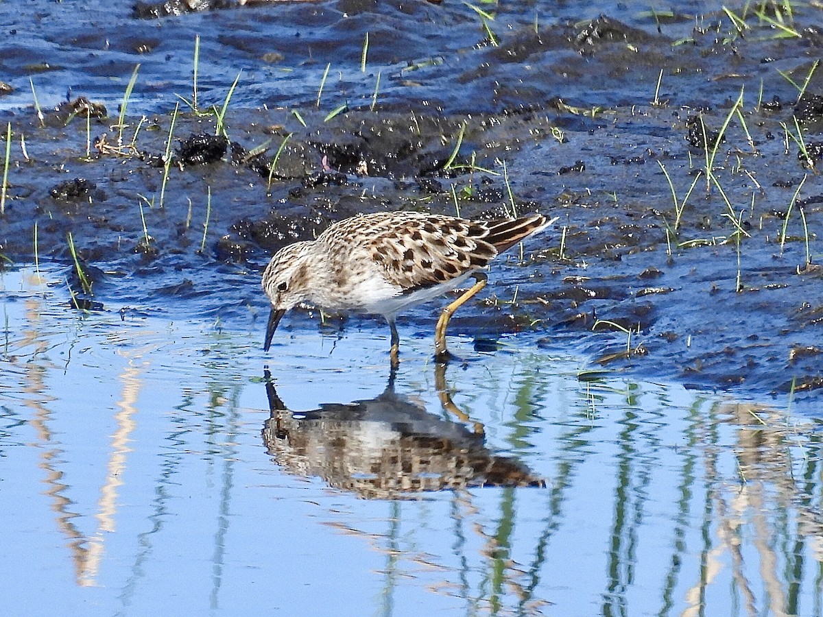Least Sandpiper - ML635405622