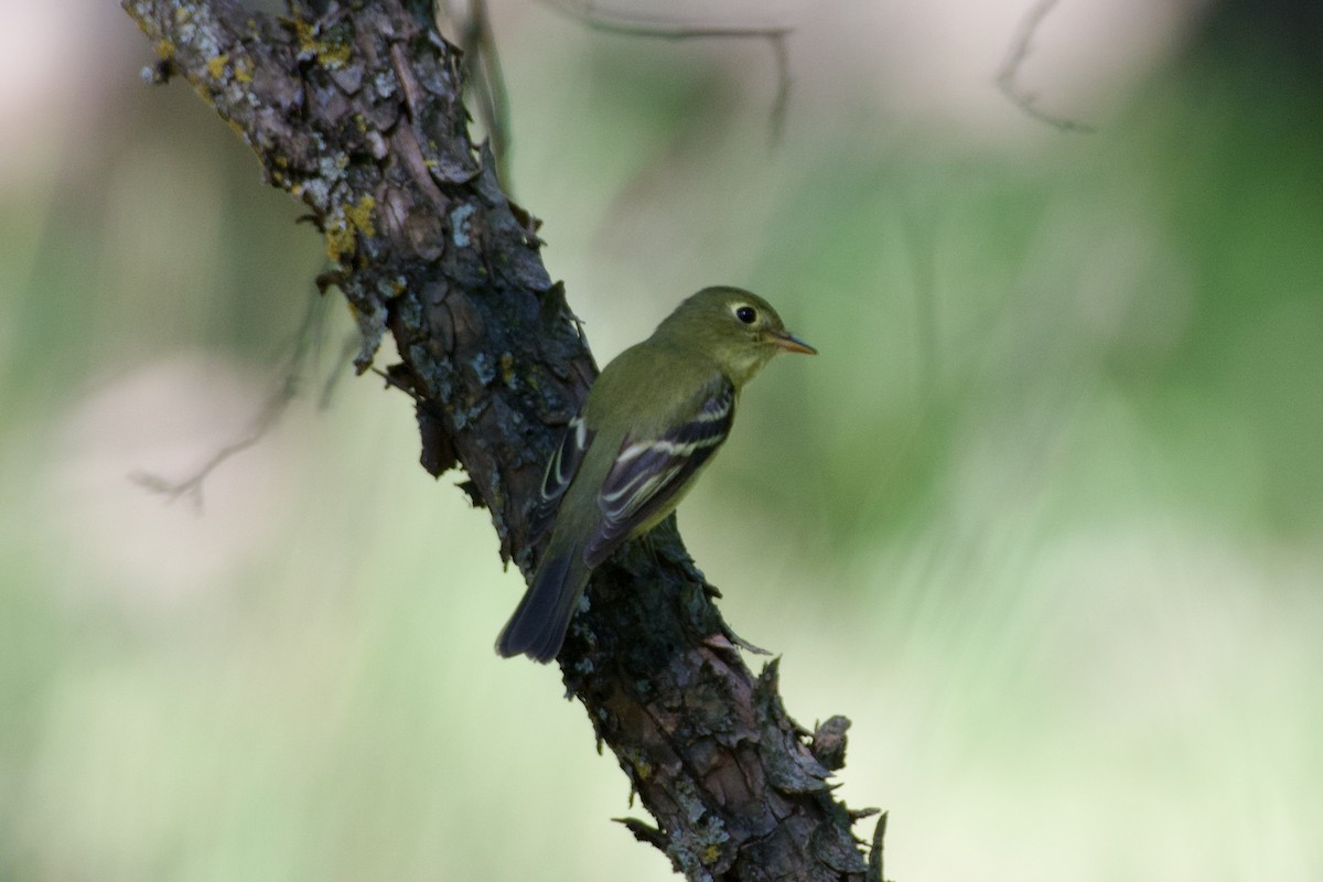 Yellow-bellied Flycatcher - ML635405673