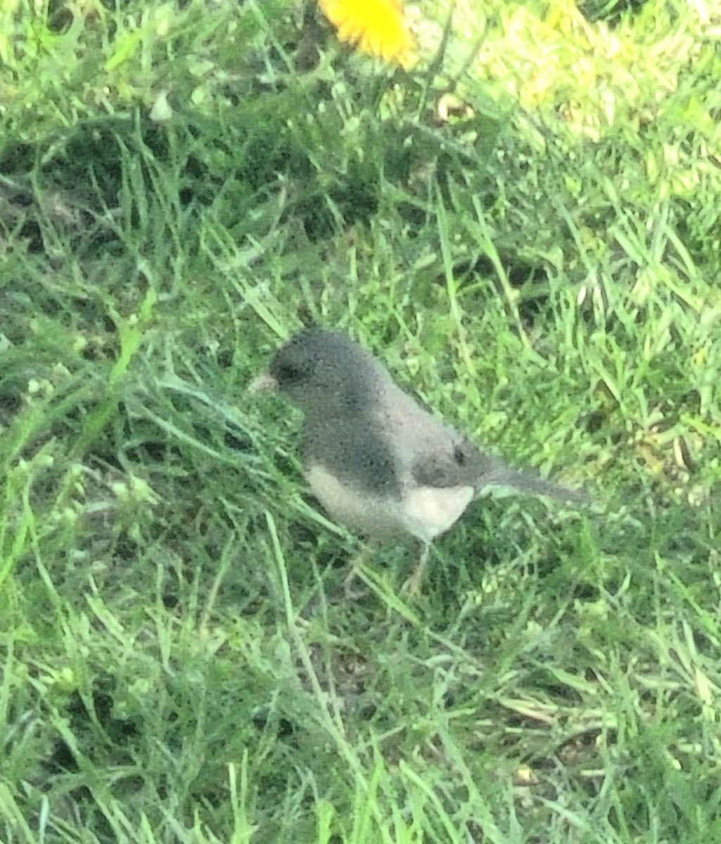 Dark-eyed Junco - ML635405689