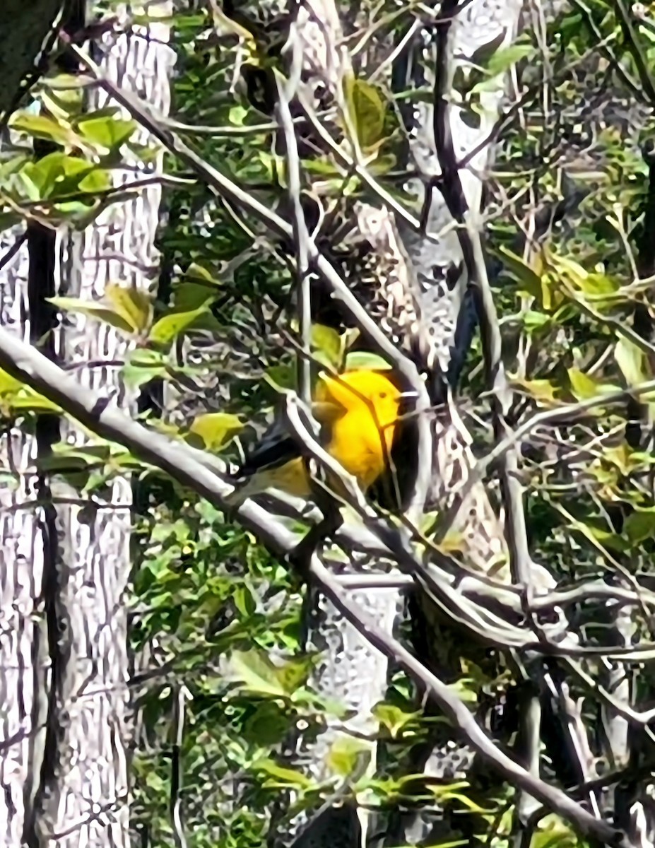 Prothonotary Warbler - ML635405742