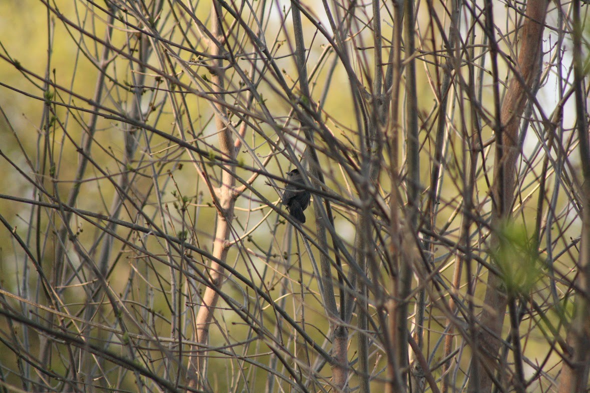 Gray Catbird - ML635405743